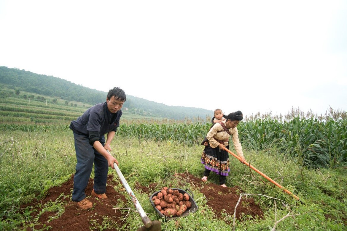 龙学光、妻子龙忠会（揹著幼子）到田里耕作。